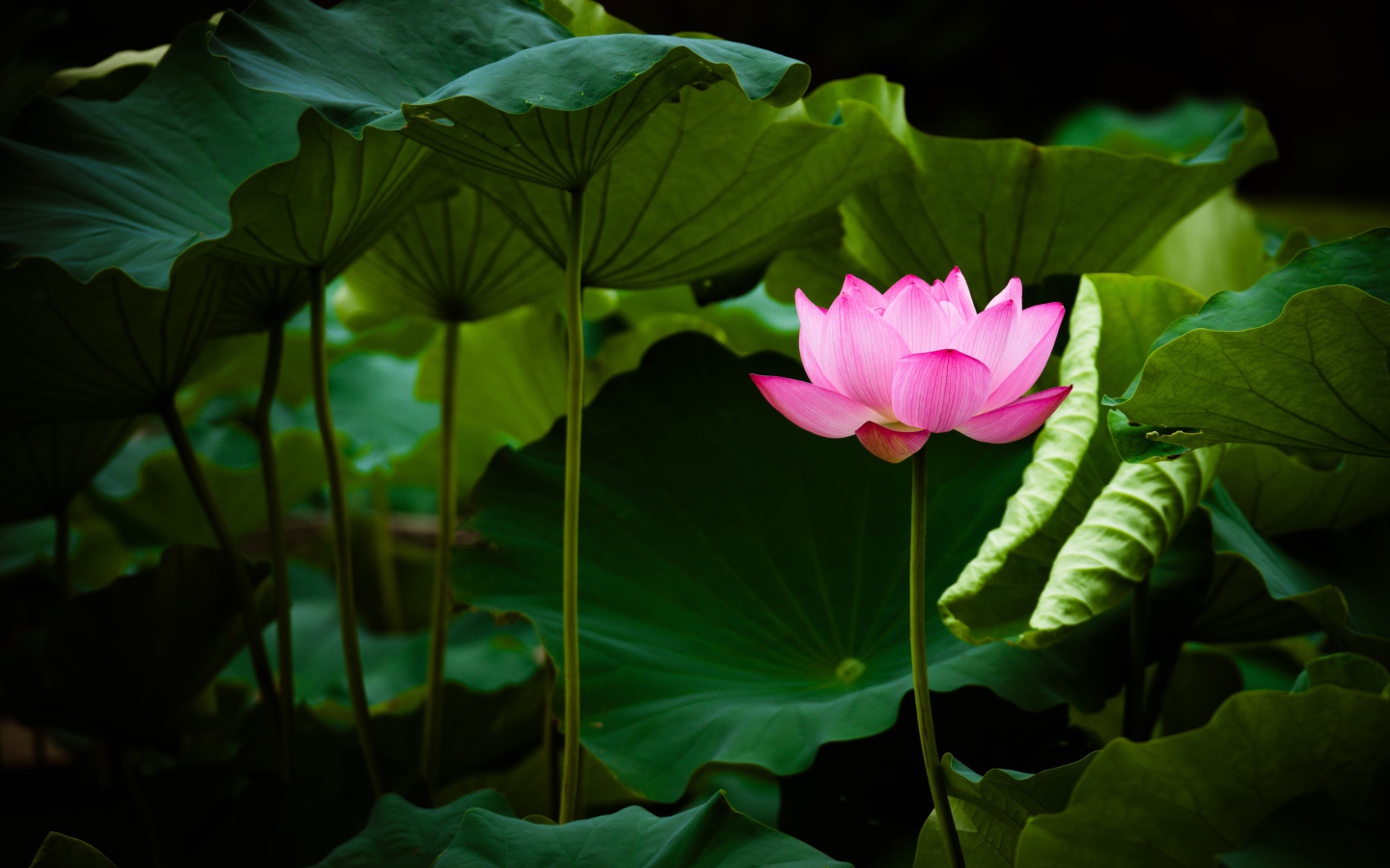 Нежный розовый цветок лотоса в зеленых листьях