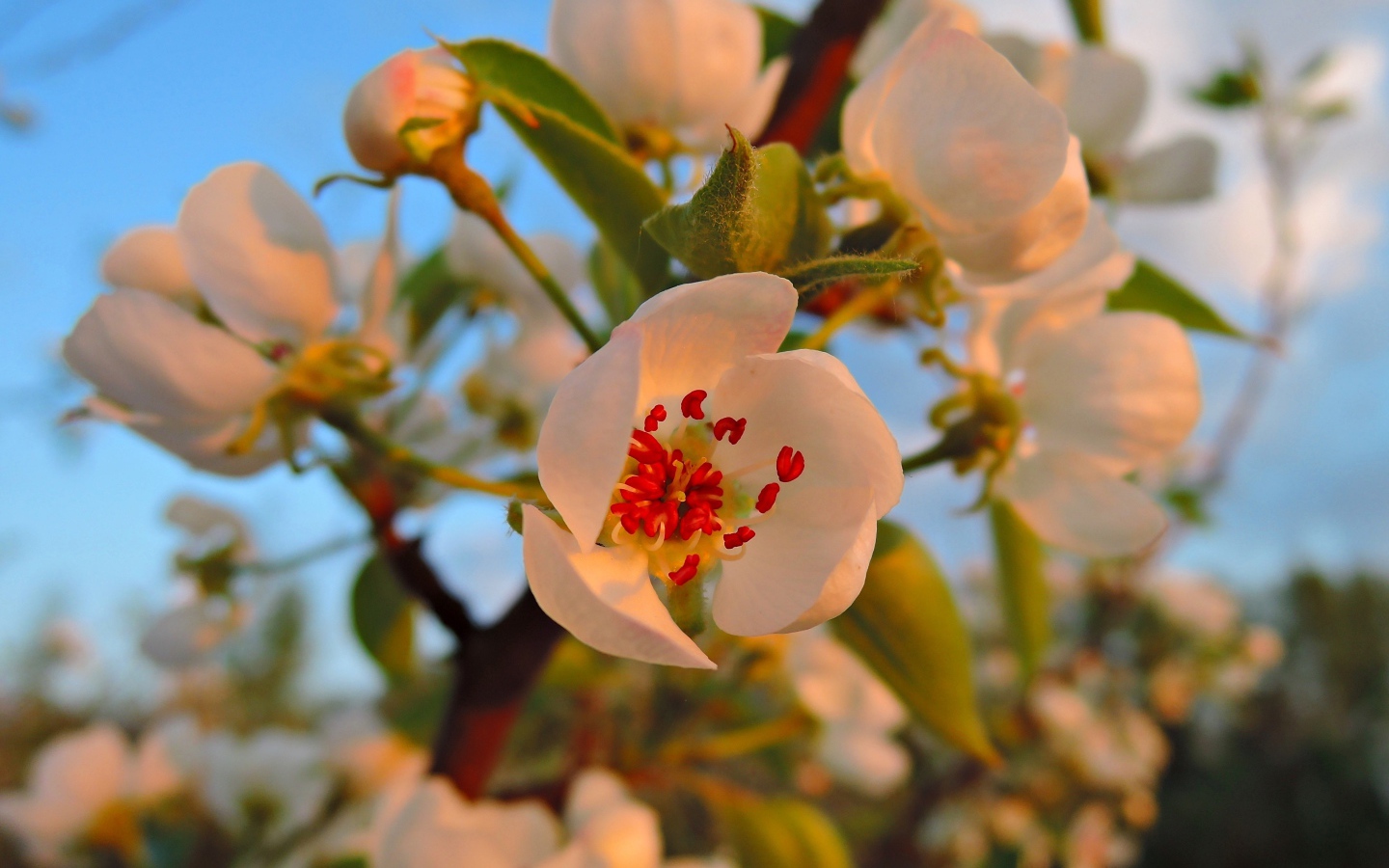 Нежные белые цветы яблони в лучах весеннего солнца