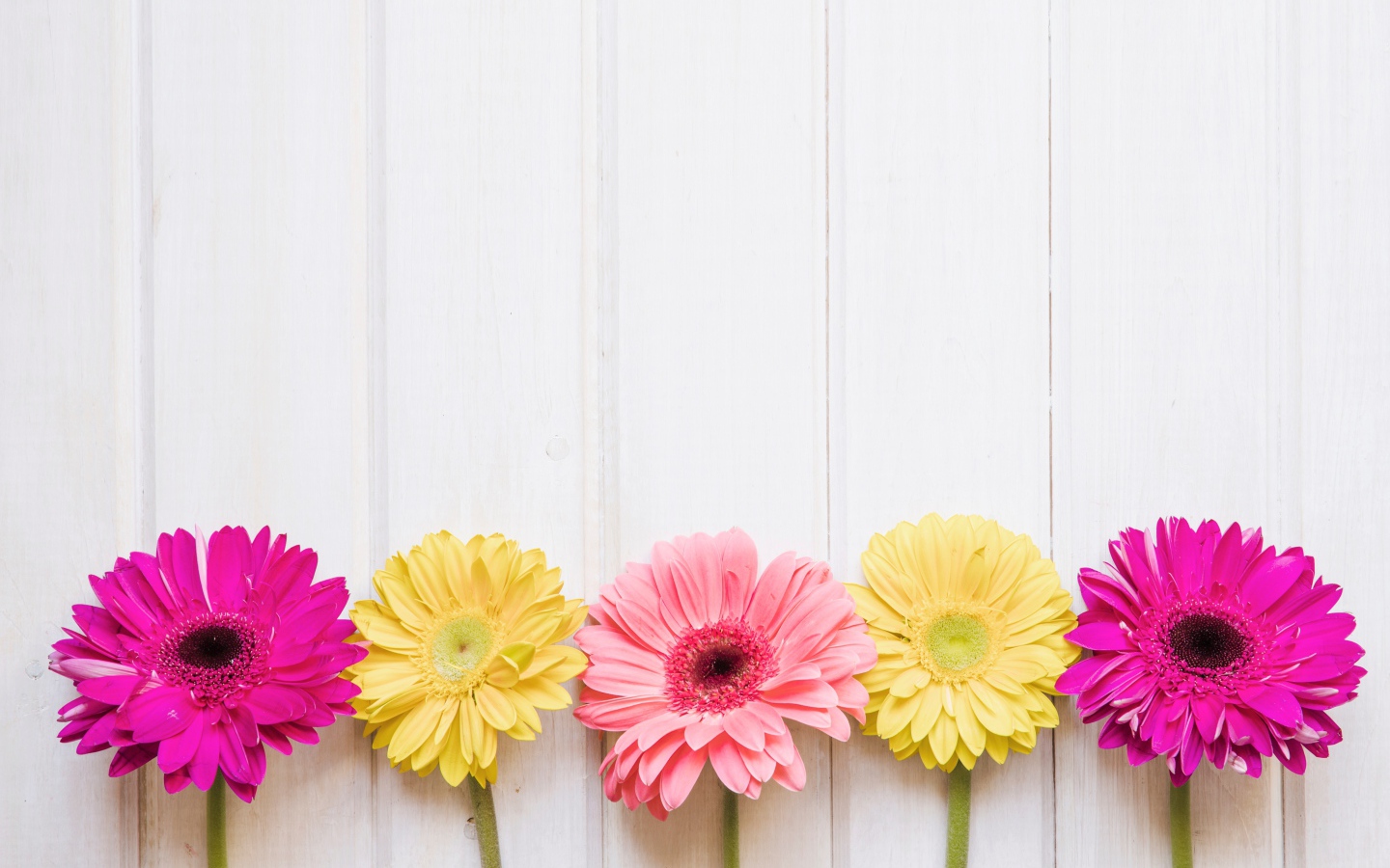 Пять разноцветных гербер на столе