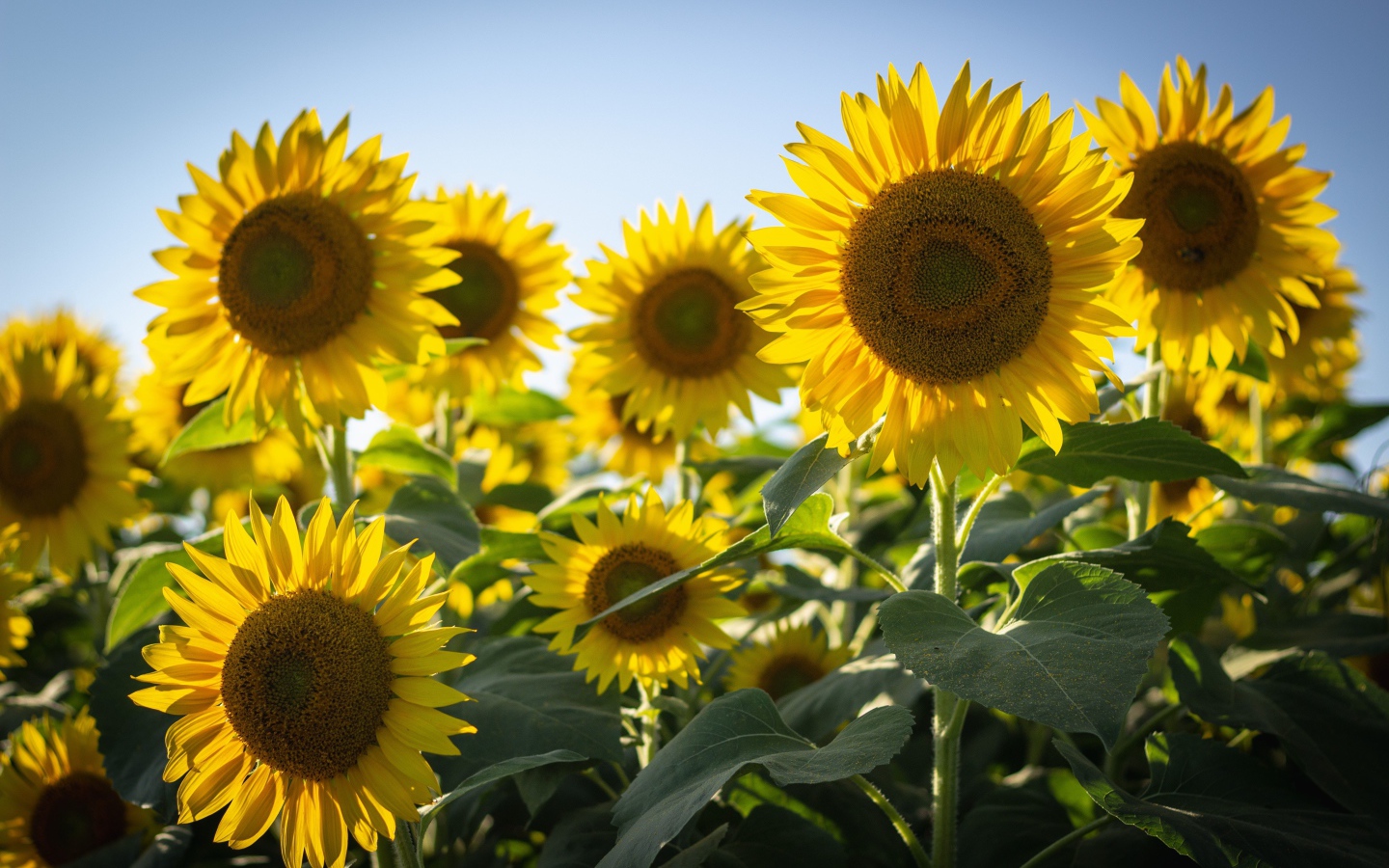 Цветущие желтые подсолнухи на фоне голубого неба