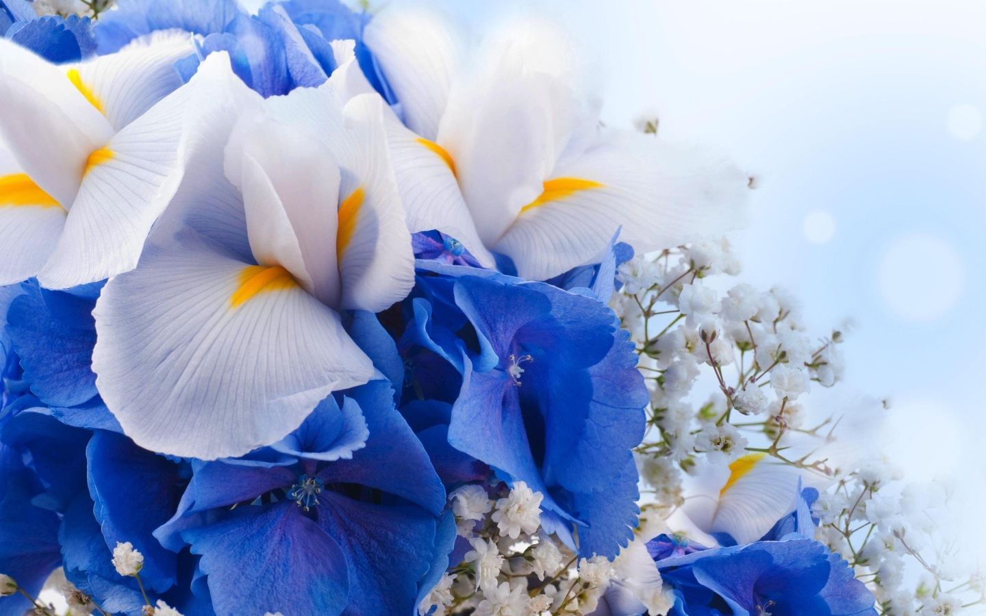 Цветы ириса, гортензии и гипсофилы крупным планом