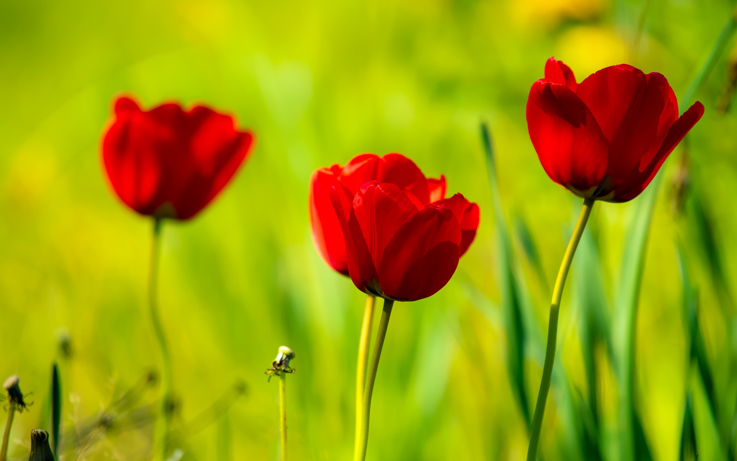 Четыре красных тюльпана в лучах солнца 