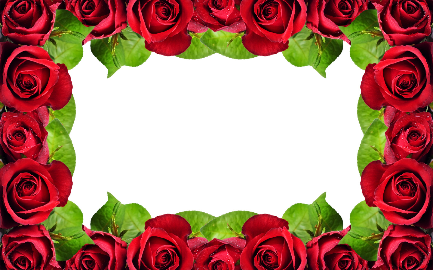 Рамка из красных роз на белом фоне