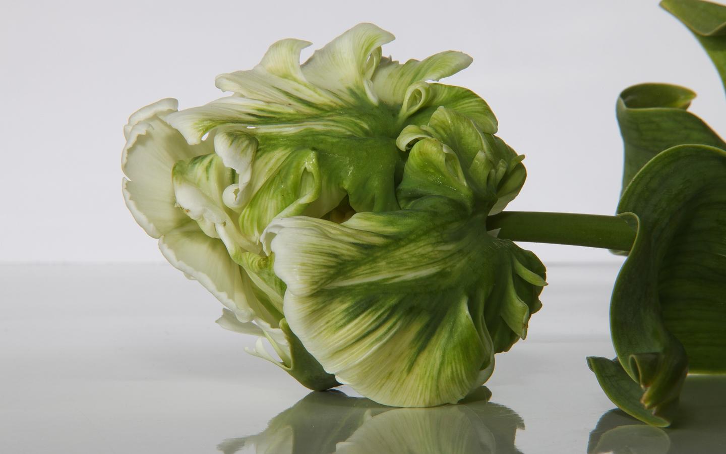 Зеленый с белым тюльпан крупным планом