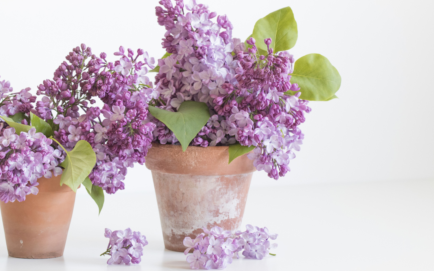 Lilac flowers in pots on a white background
