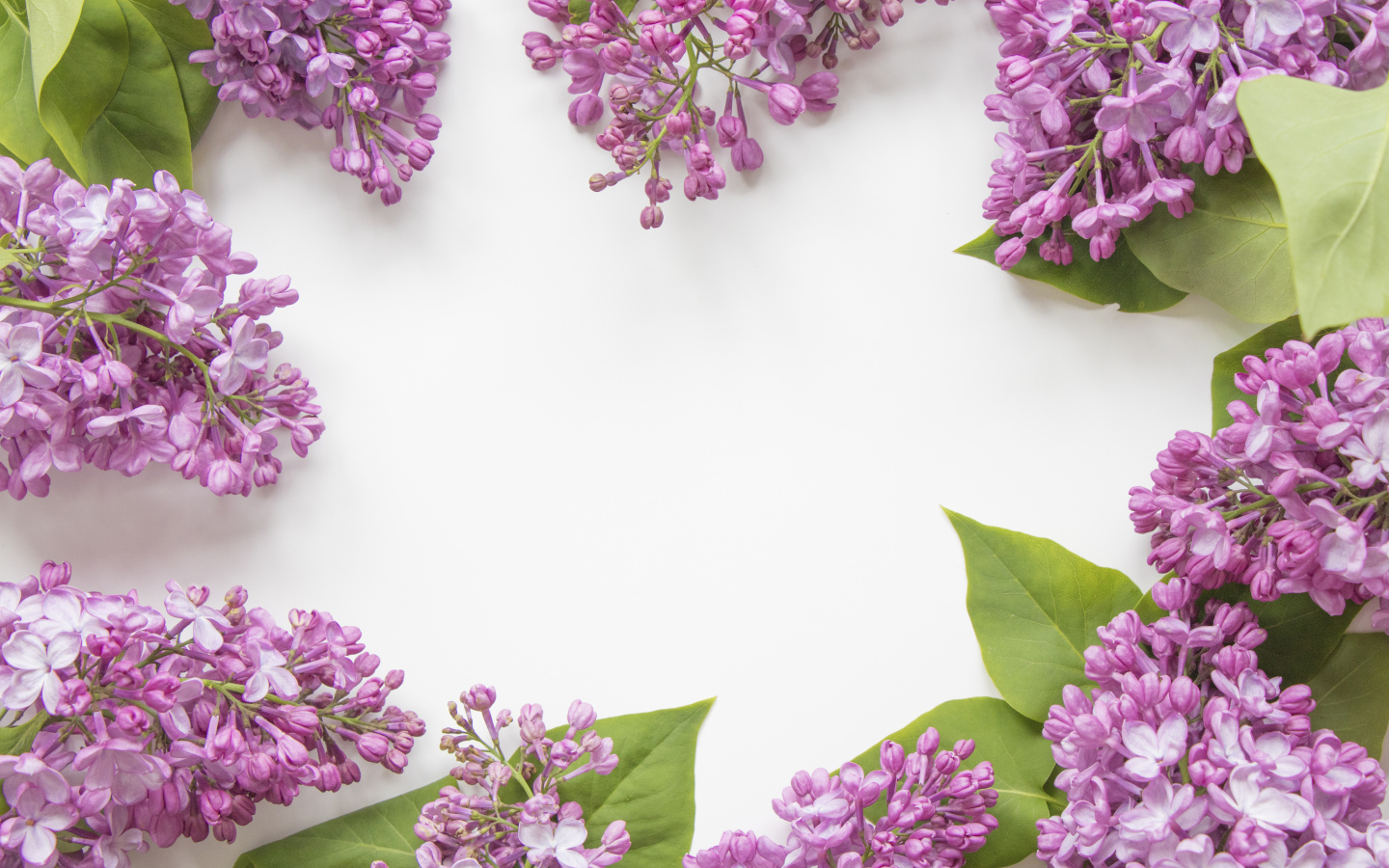 Lilac flowers on a gray background