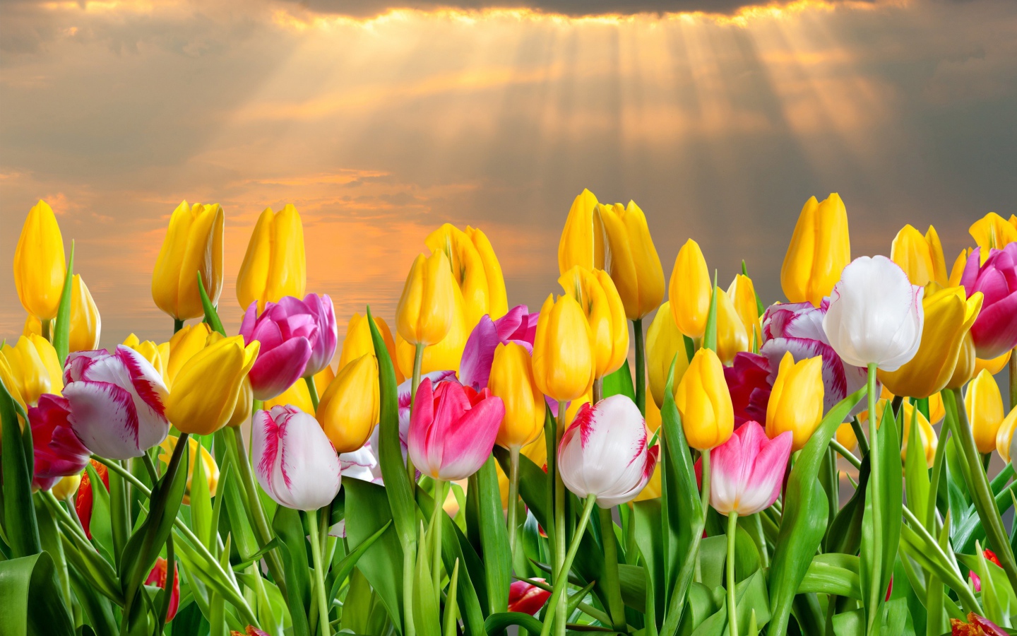 Много красивых тюльпанов под небом