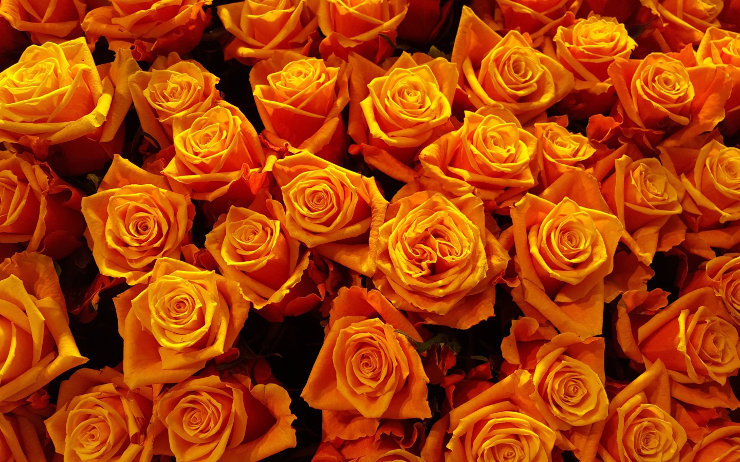 Много оранжевых роз крупным планом