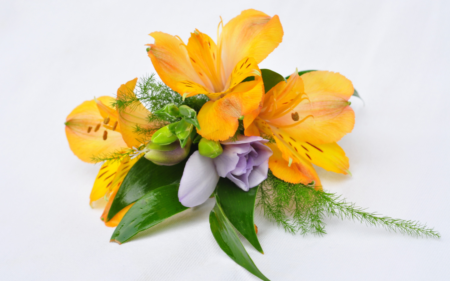 Оранжевые цветы альстромерия на белом фоне