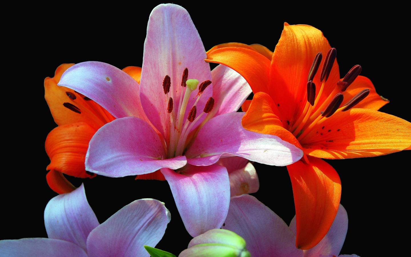Оранжевые и розовые лилии крупным планом на черном фоне