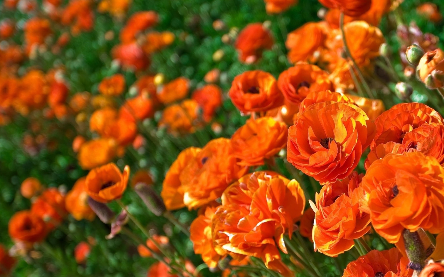 Оранжевые лютики крупным планом