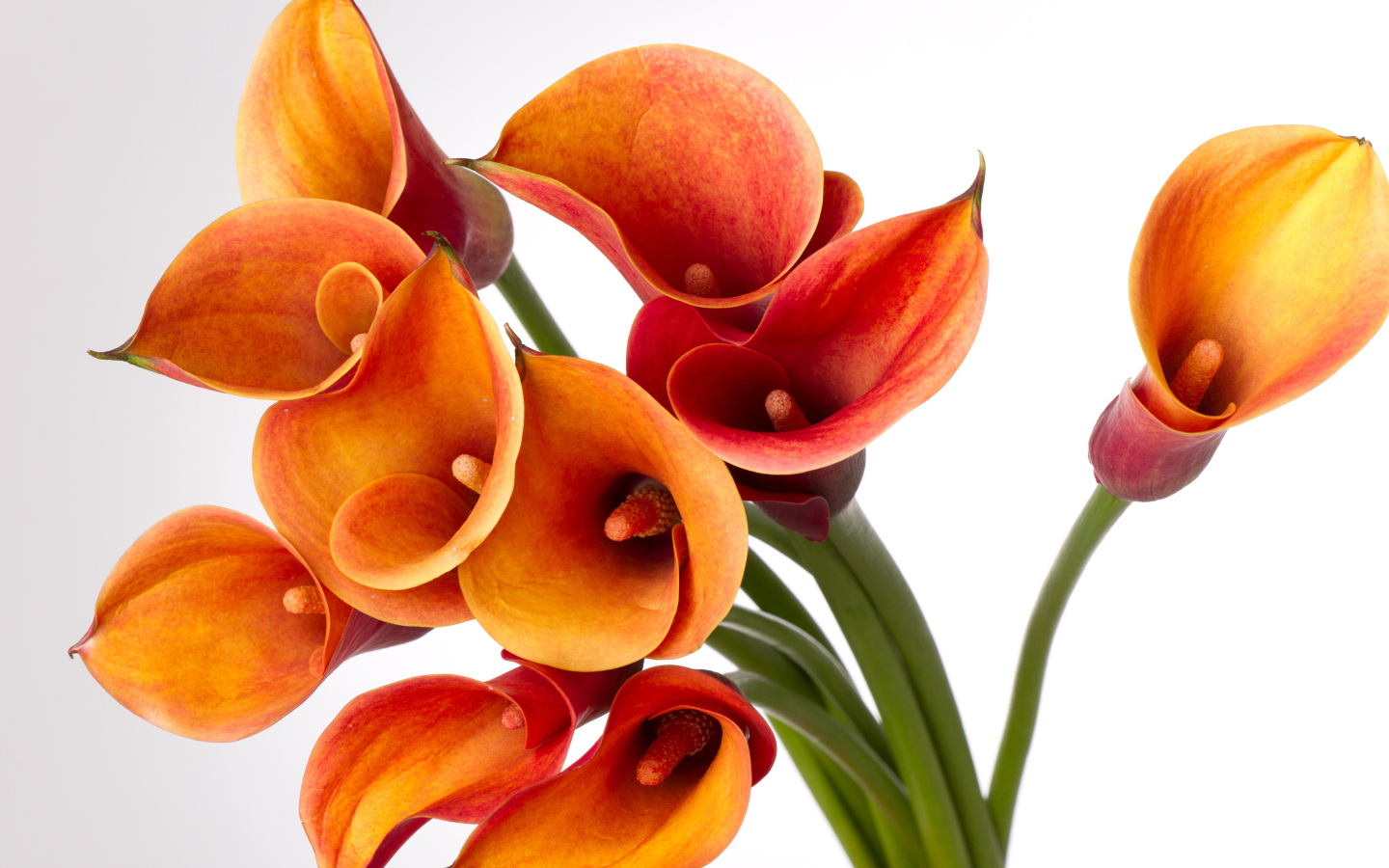 Оранжевые каллы на сером фоне крупным планом