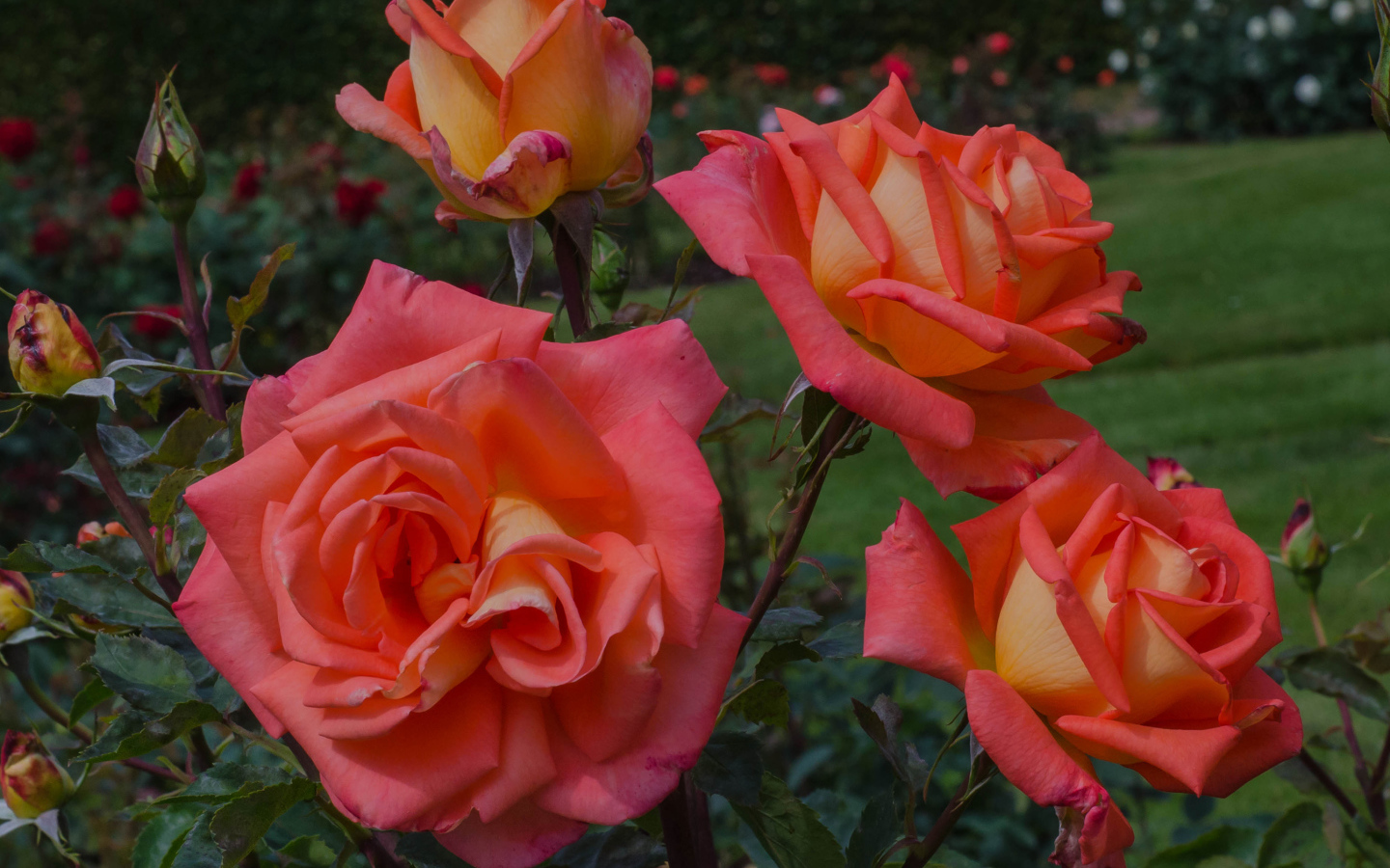 Оранжевые розы с бутонами на клумбе крупным планом