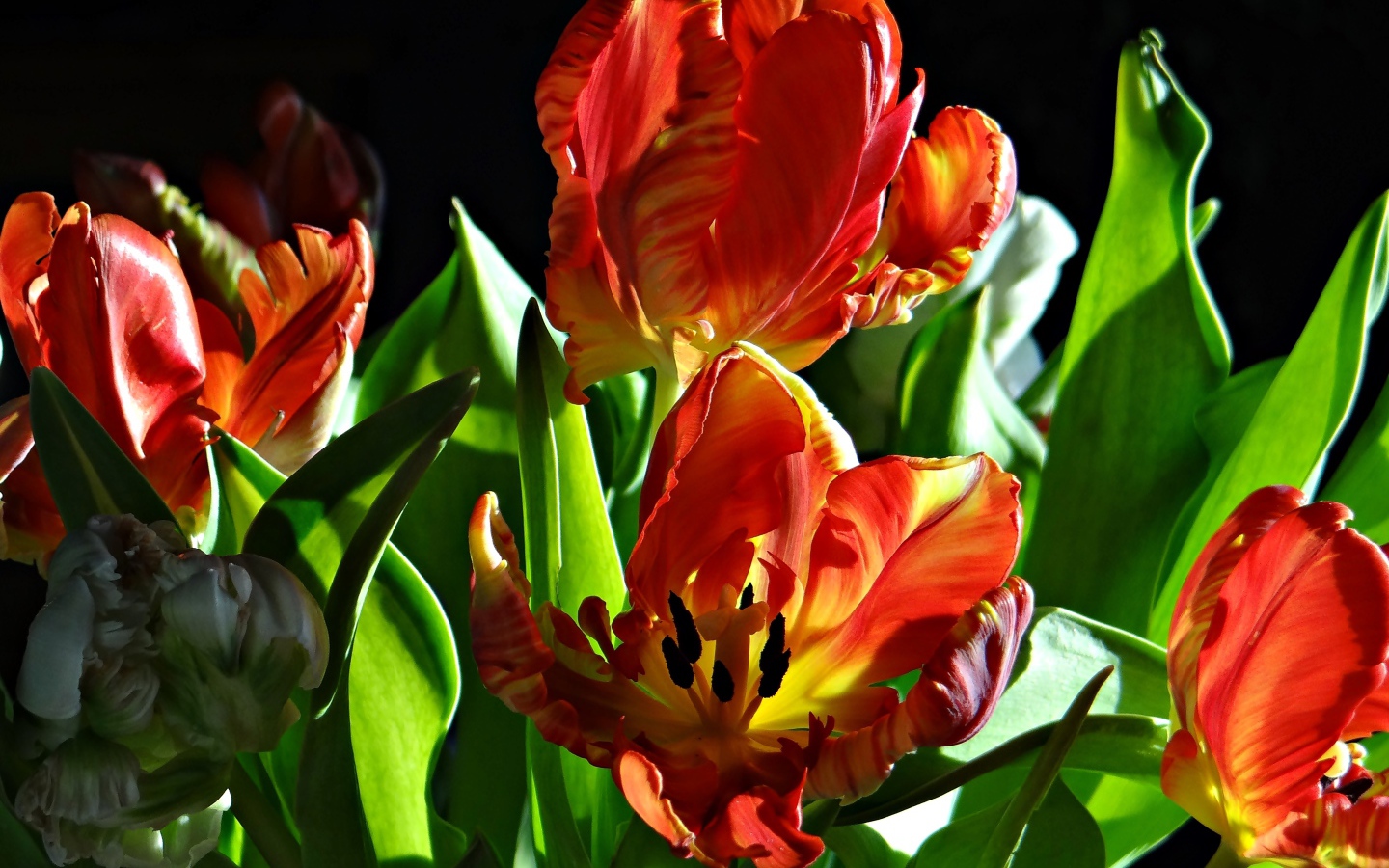 Оранжевые тюльпаны с зелеными листьями на черном фоне