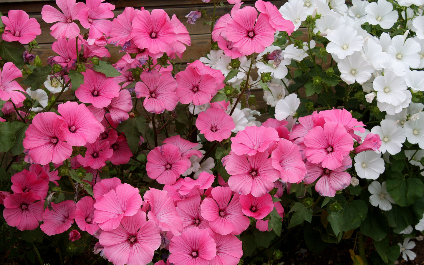 Розовые и белые садовые цветы лаватера