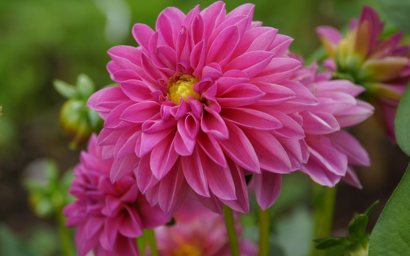 Розовые красивые цветы георгина крупным планом