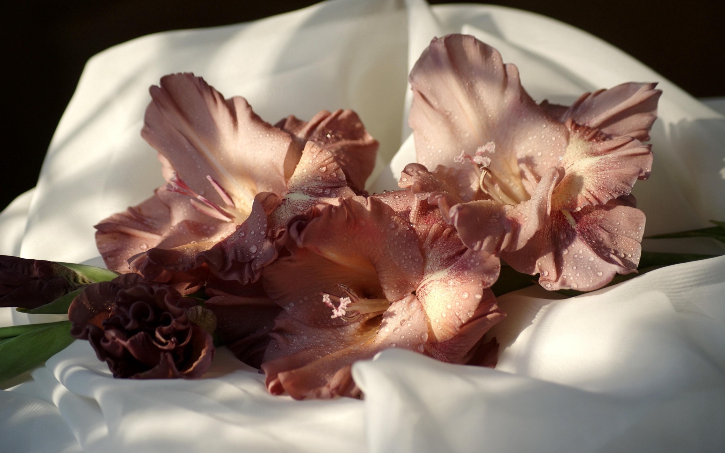 Розовый цветок гладиолуса лежит на белом покрывале 