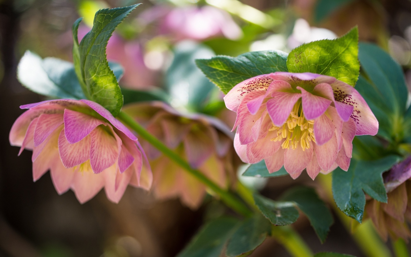 Розовые цветы морозника вблизи