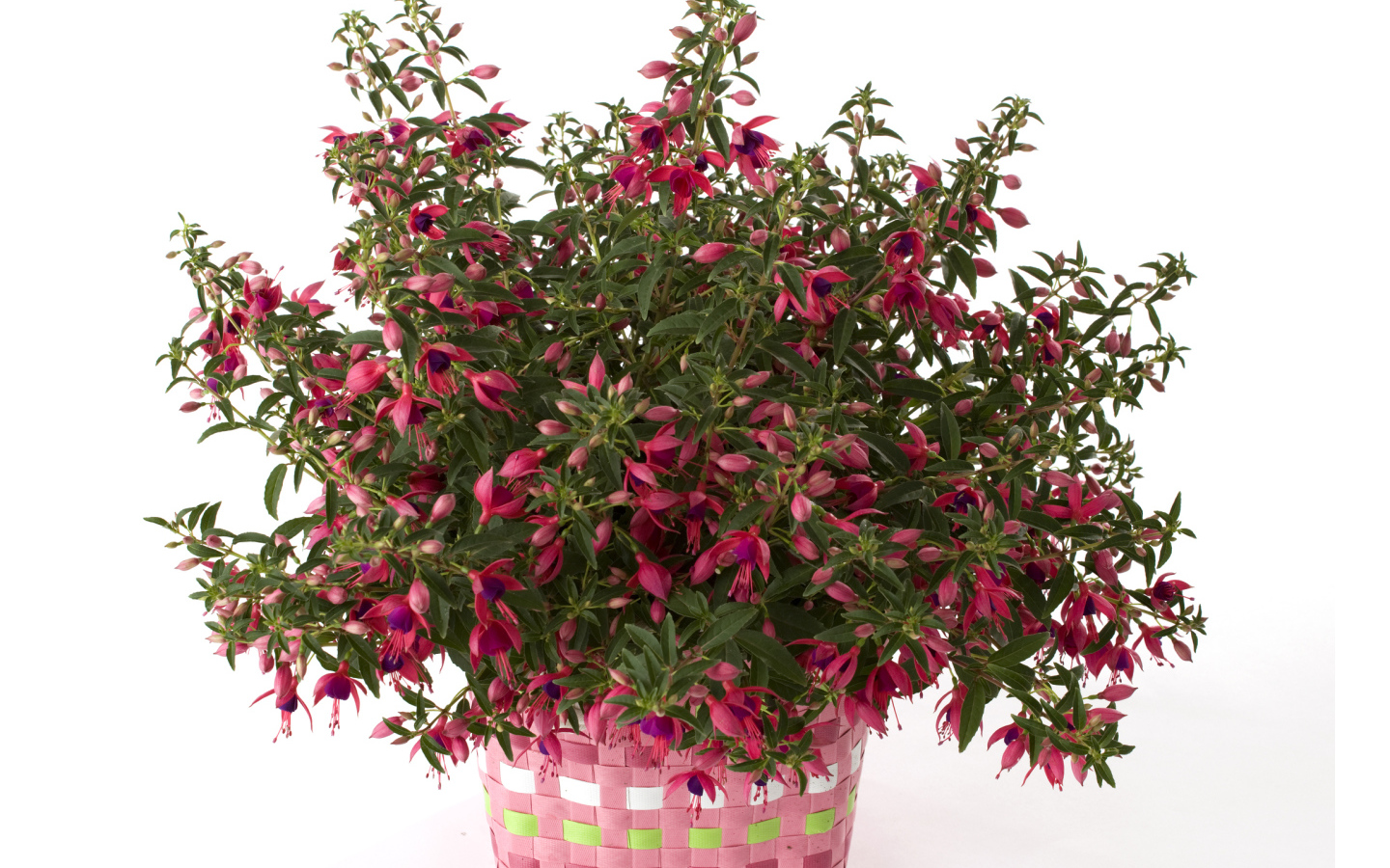 Розовый цветок фуксия на белом фоне