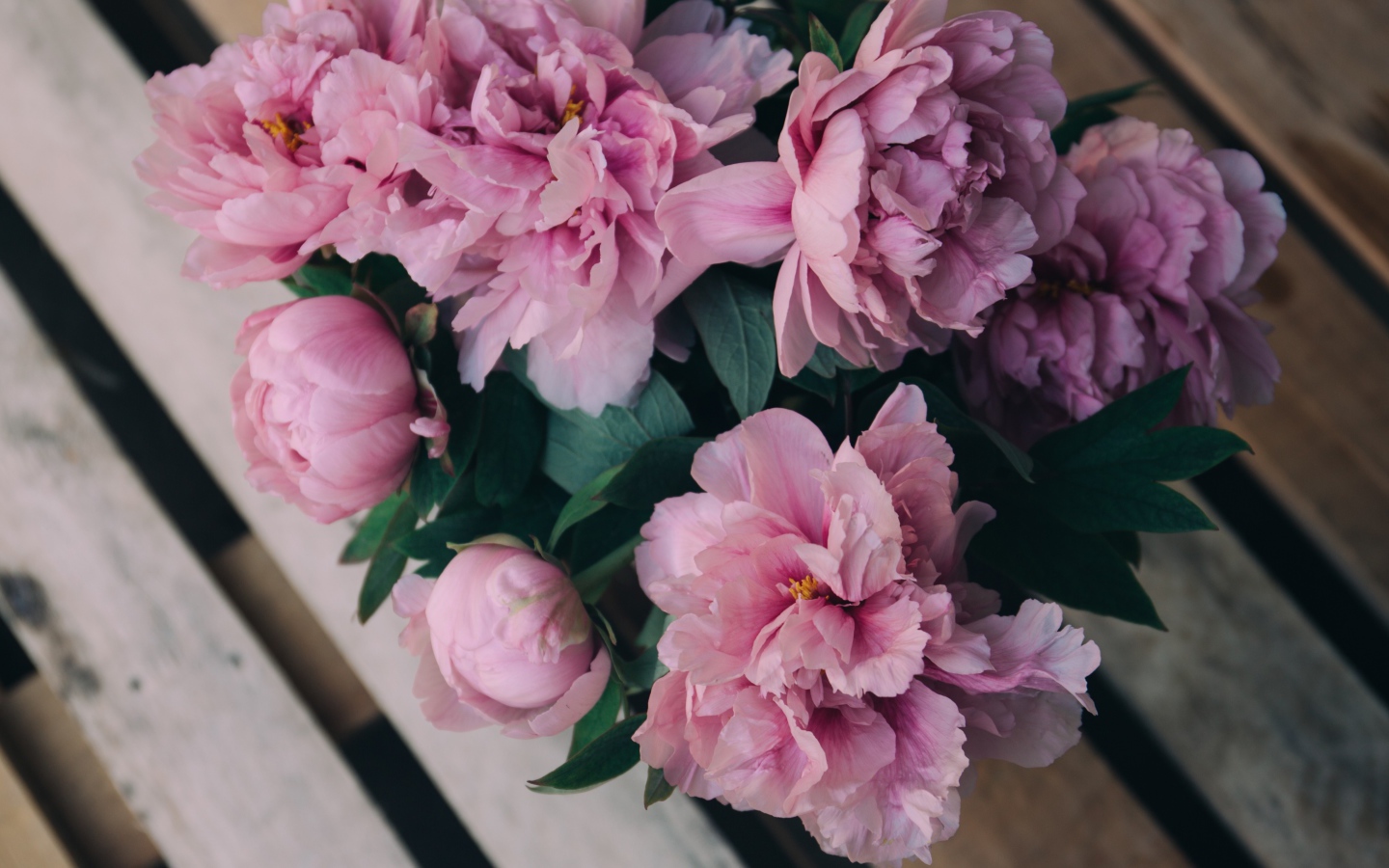 Розовые цветы пиона на деревянной лавке 