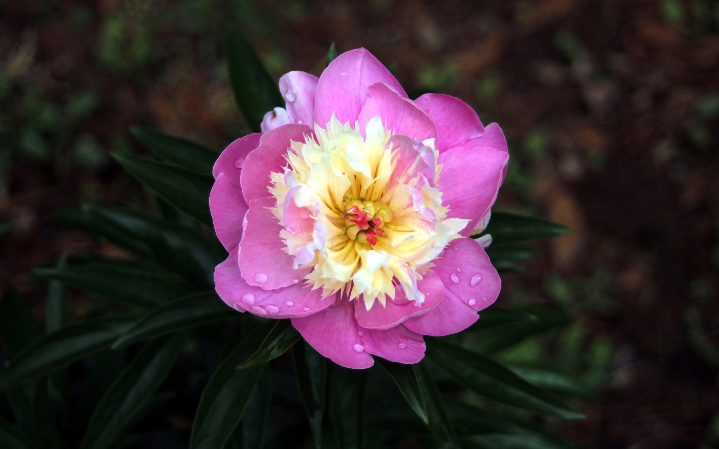 Розовый пион в каплях росы крупным планом