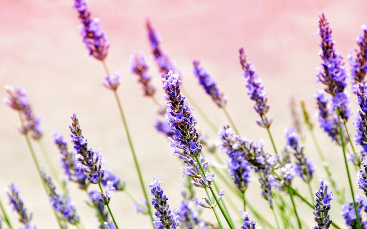 Фиолетовые цветы лаванды крупным планом