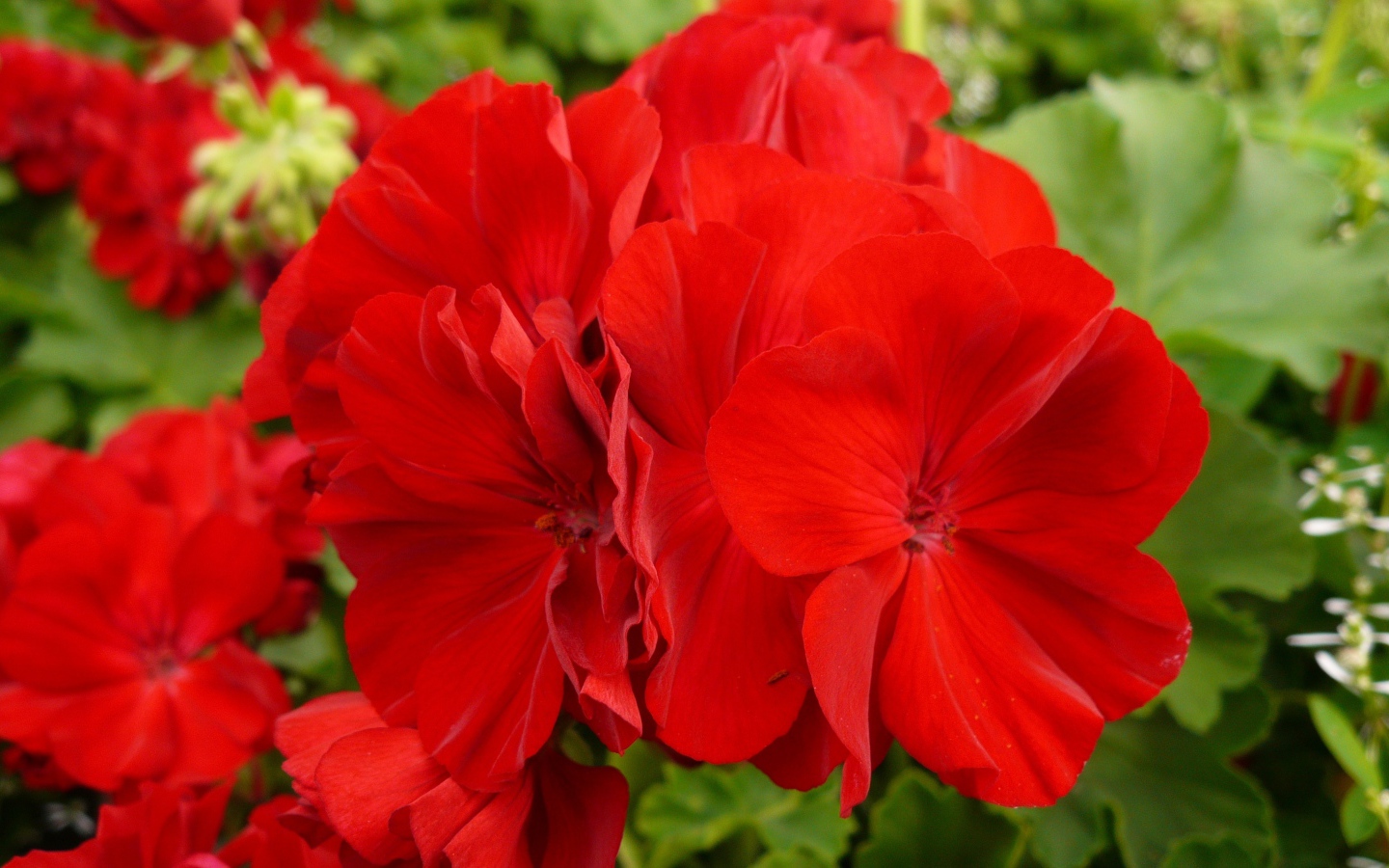 Красные красивые цветы герани крупным планом