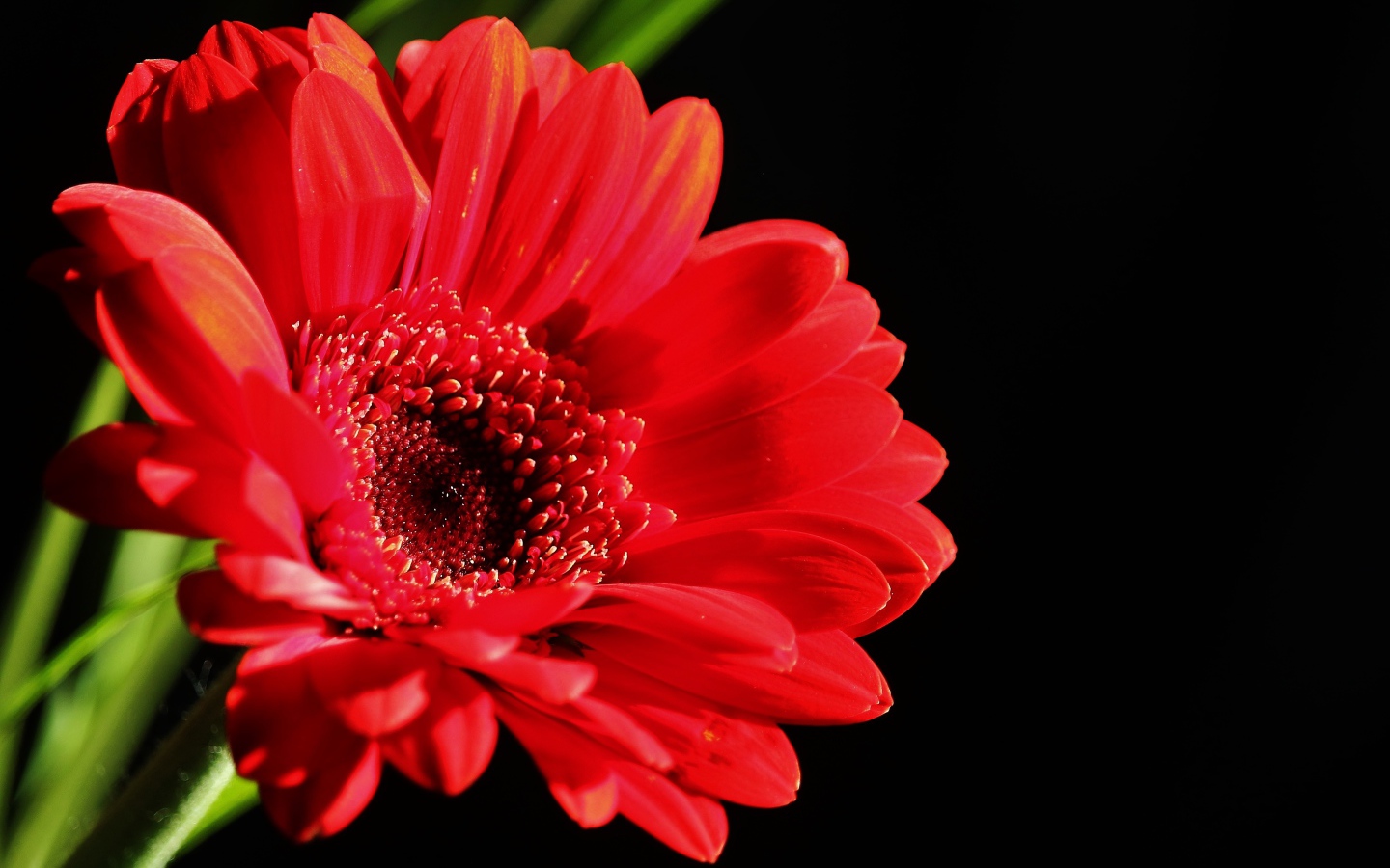Красный цветок герберы на черном фоне крупным планом