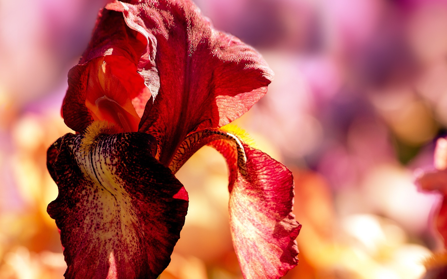 Красный цветок ириса крупным планом