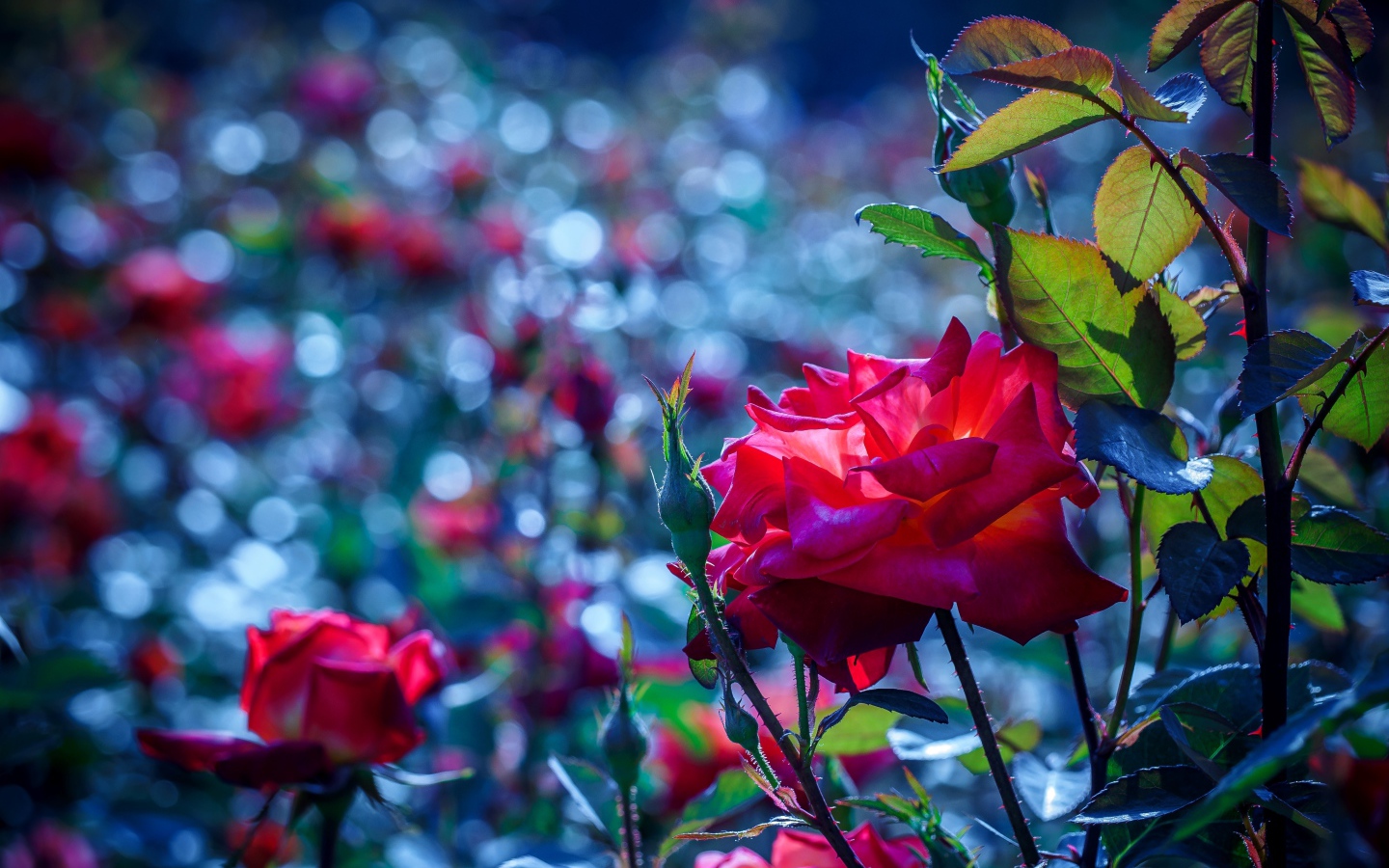 Красные розы с бутонами в саду