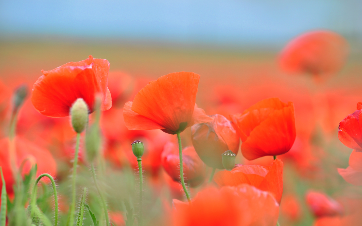 Красные летние полевые маки крупным планом 