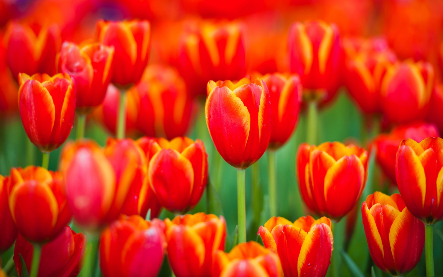 Красные тюльпаны с желтыми ободками на лепестках 