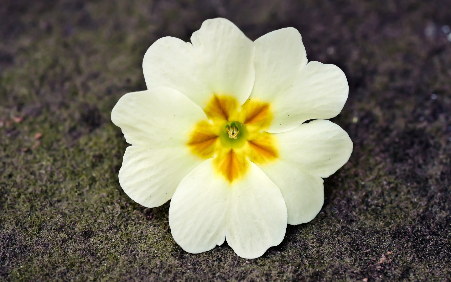 Белый цветок примулы лежит на земле