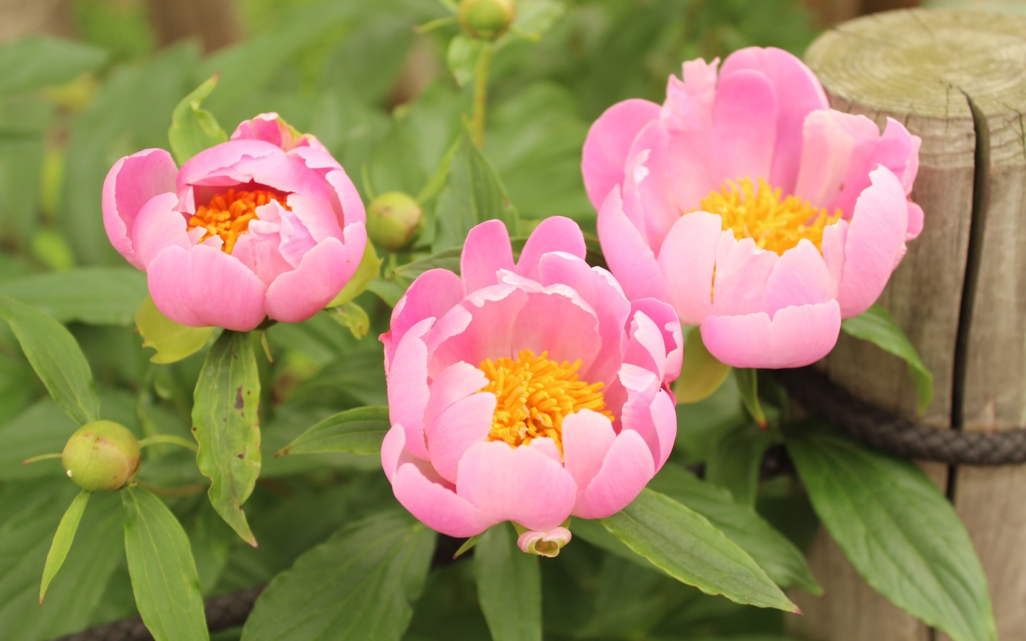 Три розовых цветка пиона