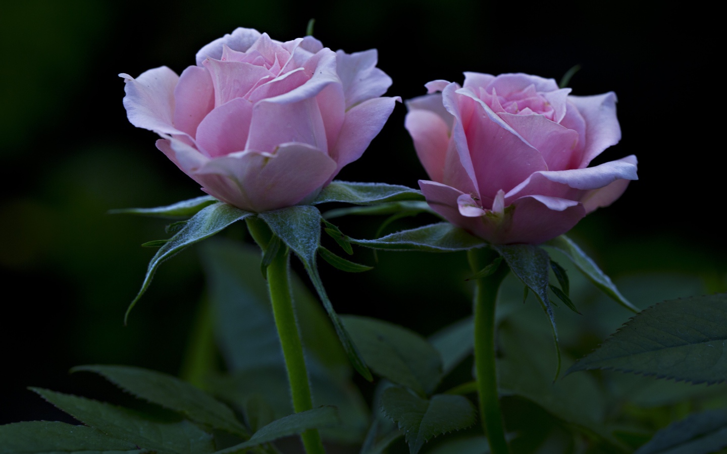 Две красивых розовых розы на клумбе