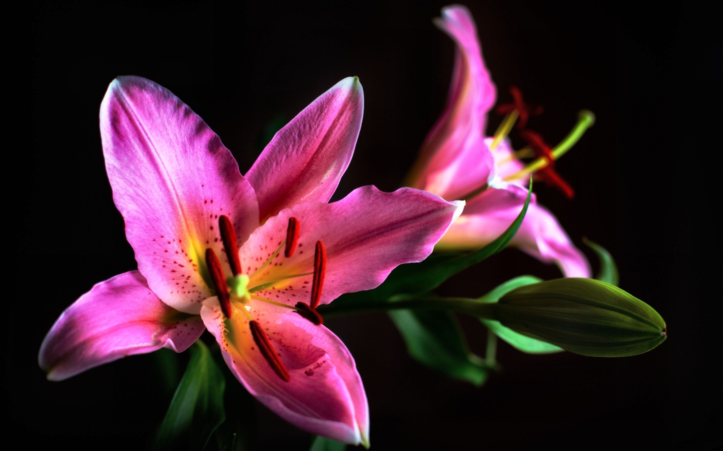 Две розовые лилии с бутоном на черном фоне