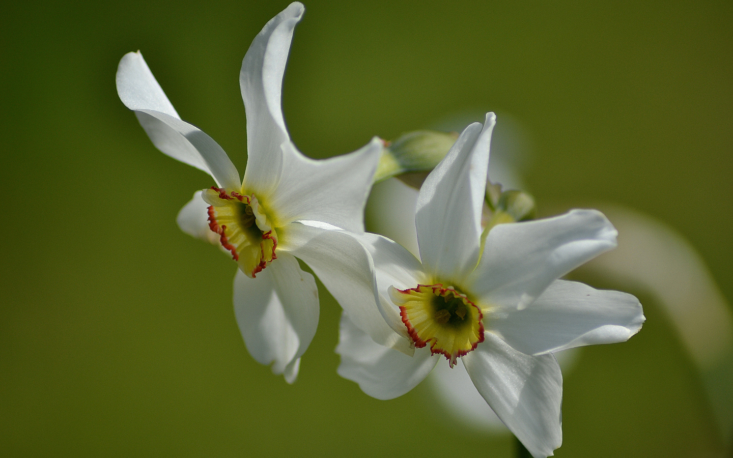 Два нежных белых нарцисса крупным планом