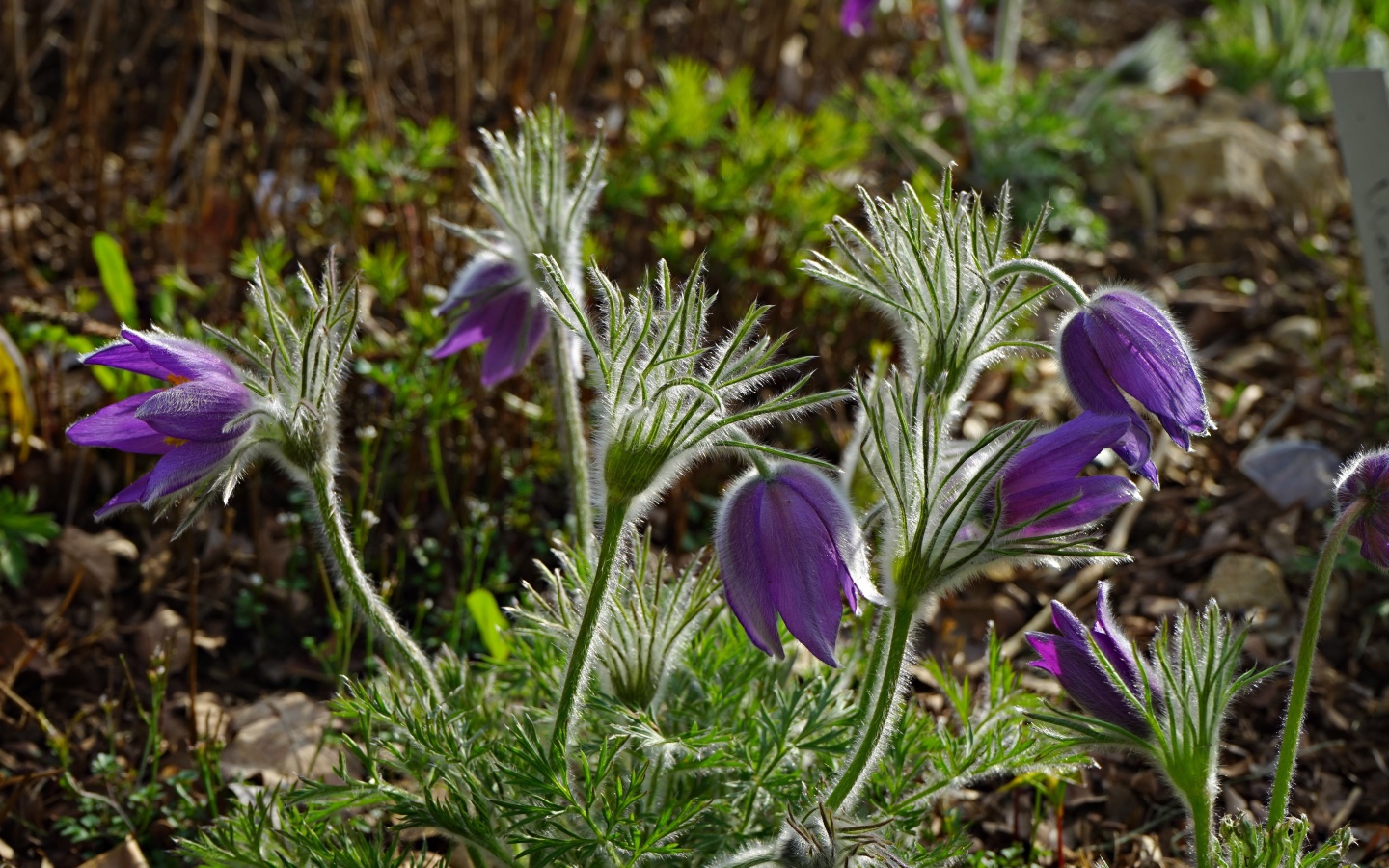 Фиолетовые весенние цветы прострел