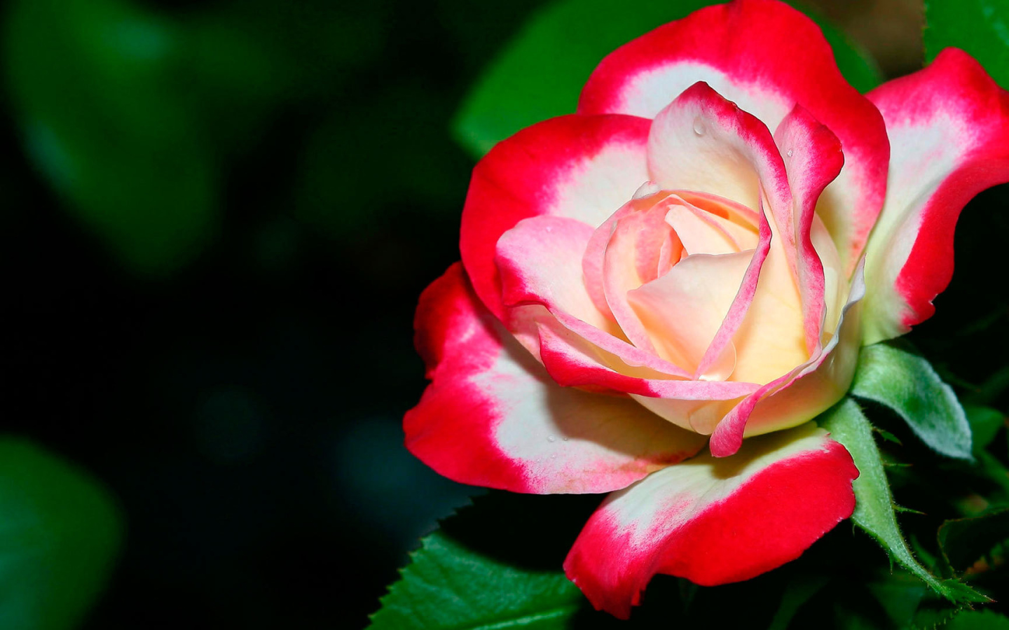 Бело- красная роза крупным планом 