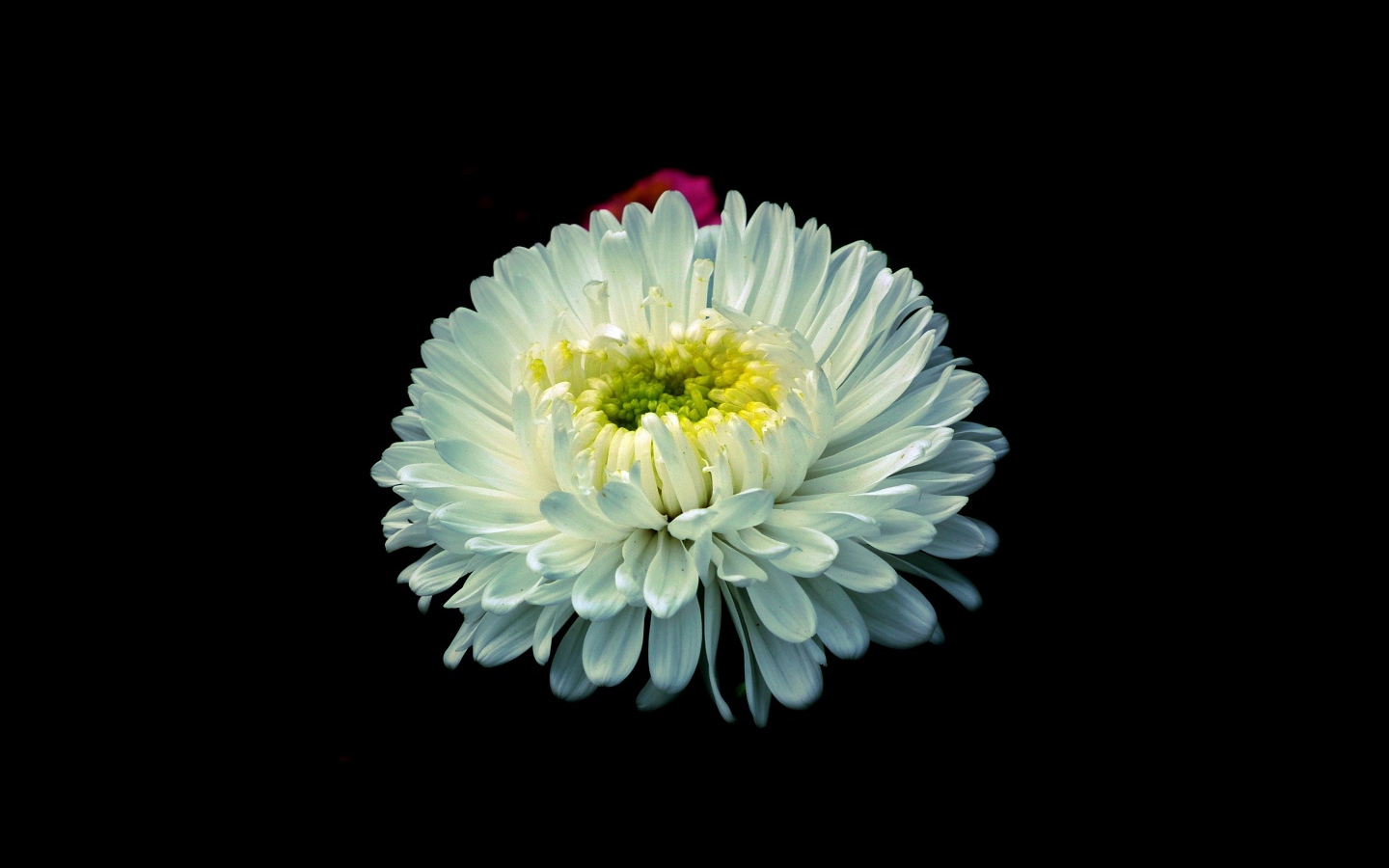 Белый цветок астры на черном фоне