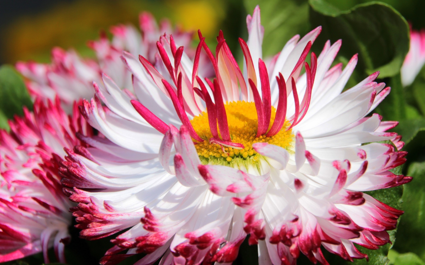 Белые цветы маргаритки с красными лепестками и желтой серединкой