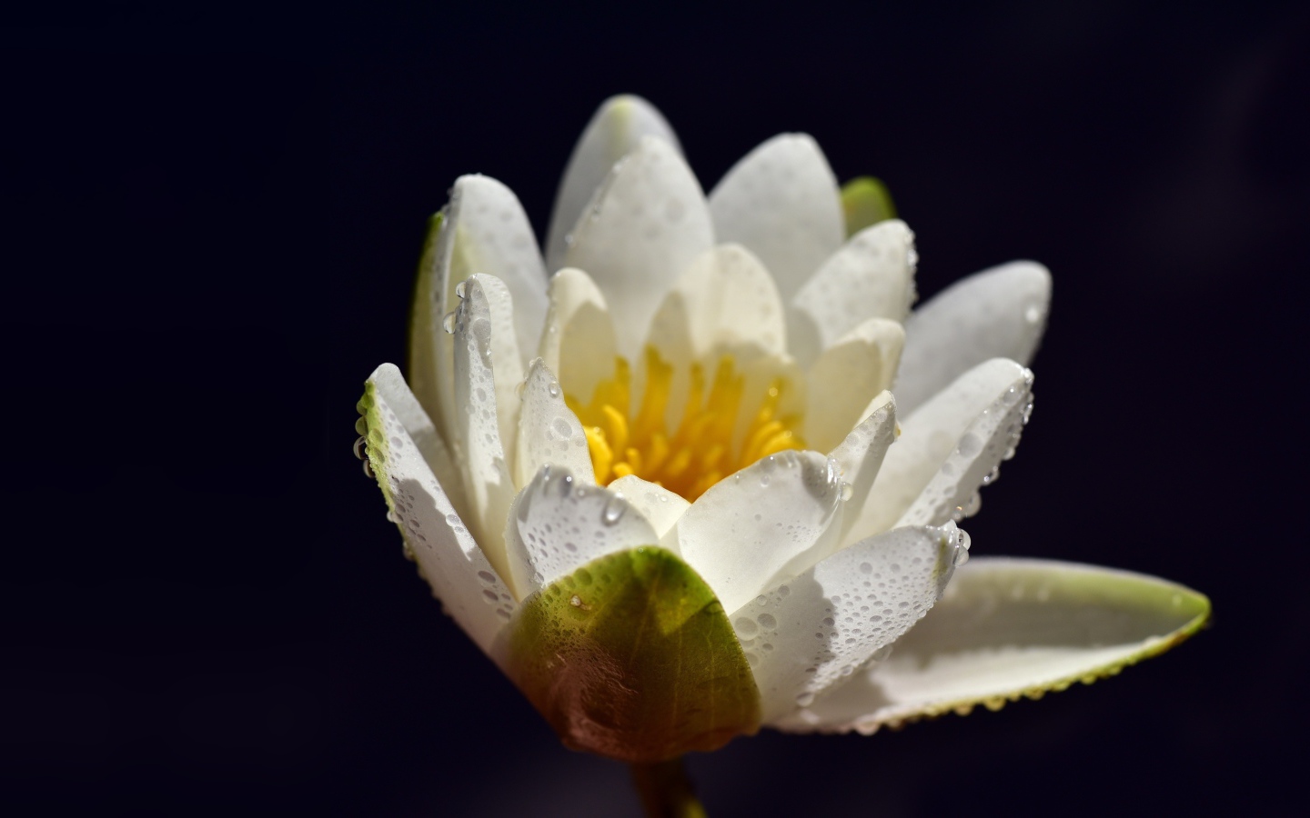 Белая водяная лилия в каплях воды на синем фоне