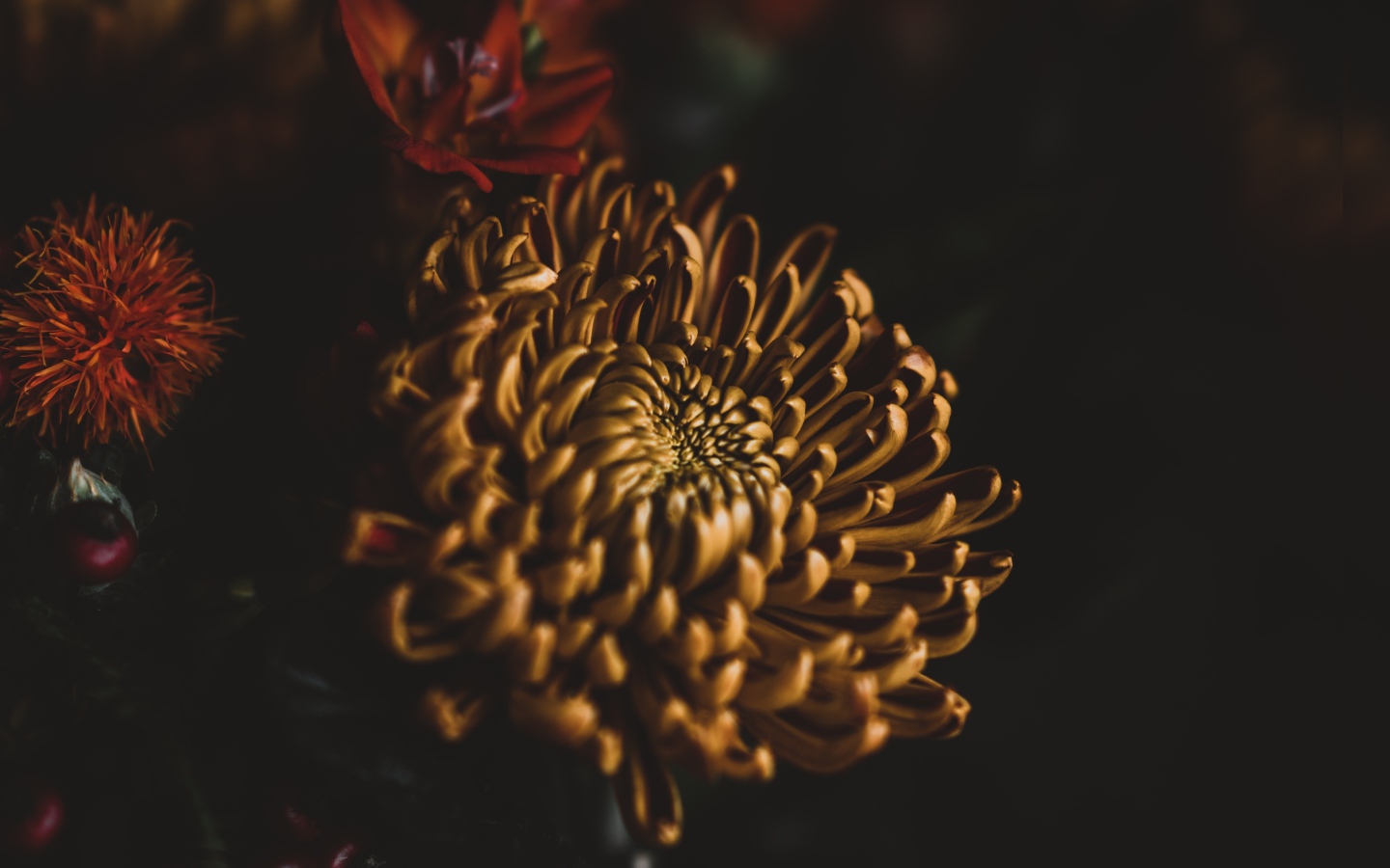 Желтый цветок хризантемы крупным планом 