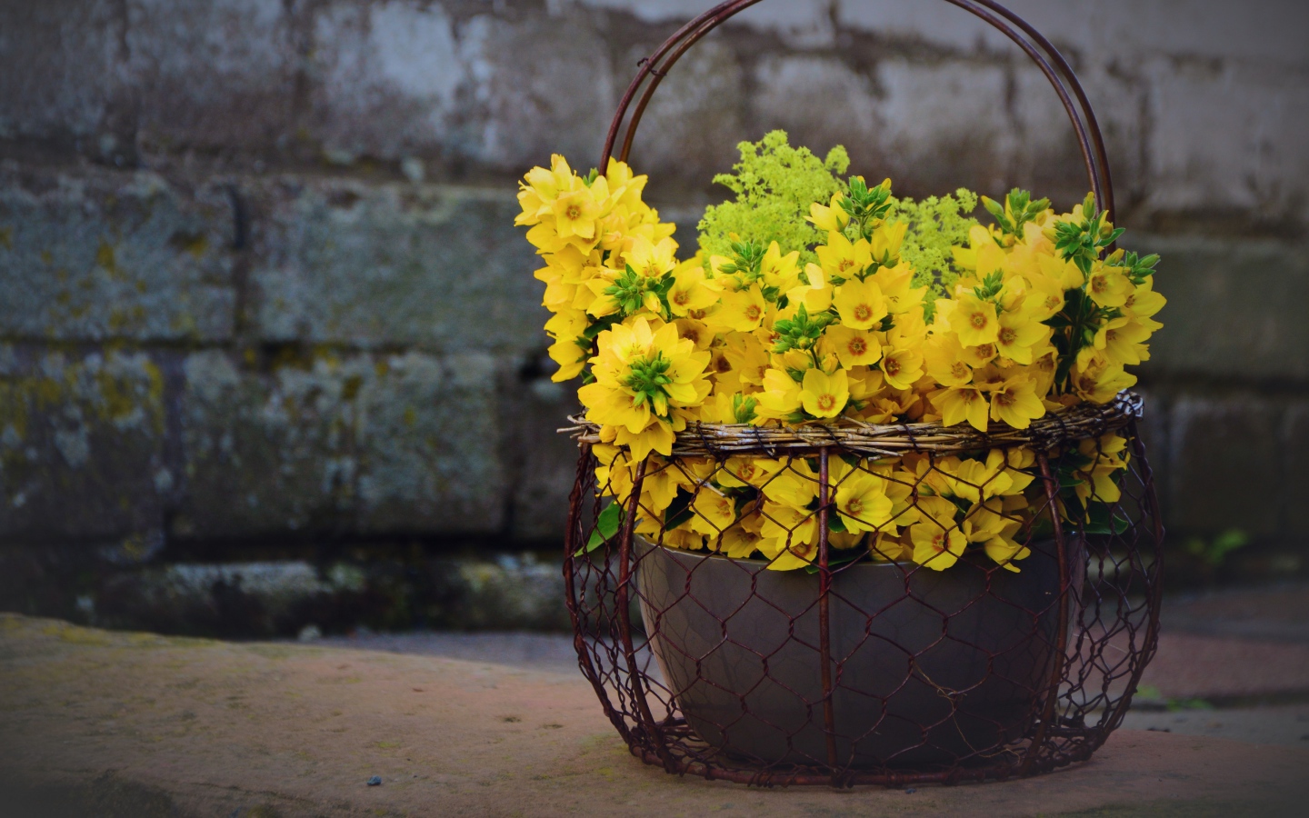 Желтые цветы вербейник в железной корзине