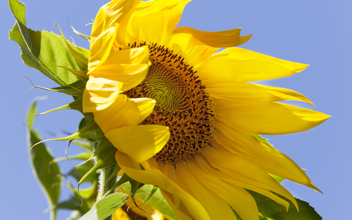 Желтый цветок подсолнуха на фоне голубого неба 
