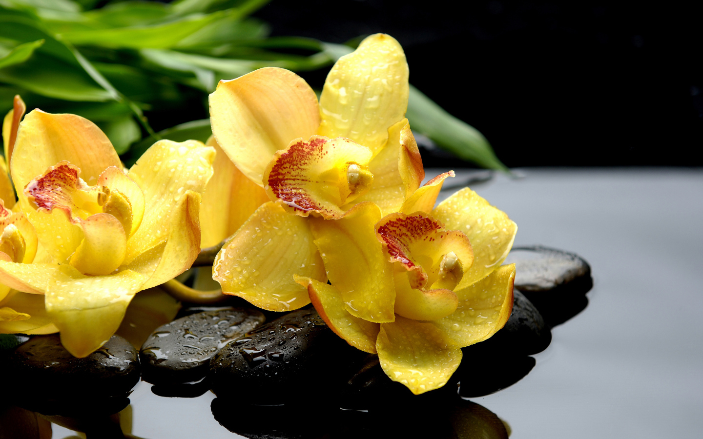 Yellow orchid flowers lie on a stone in the water