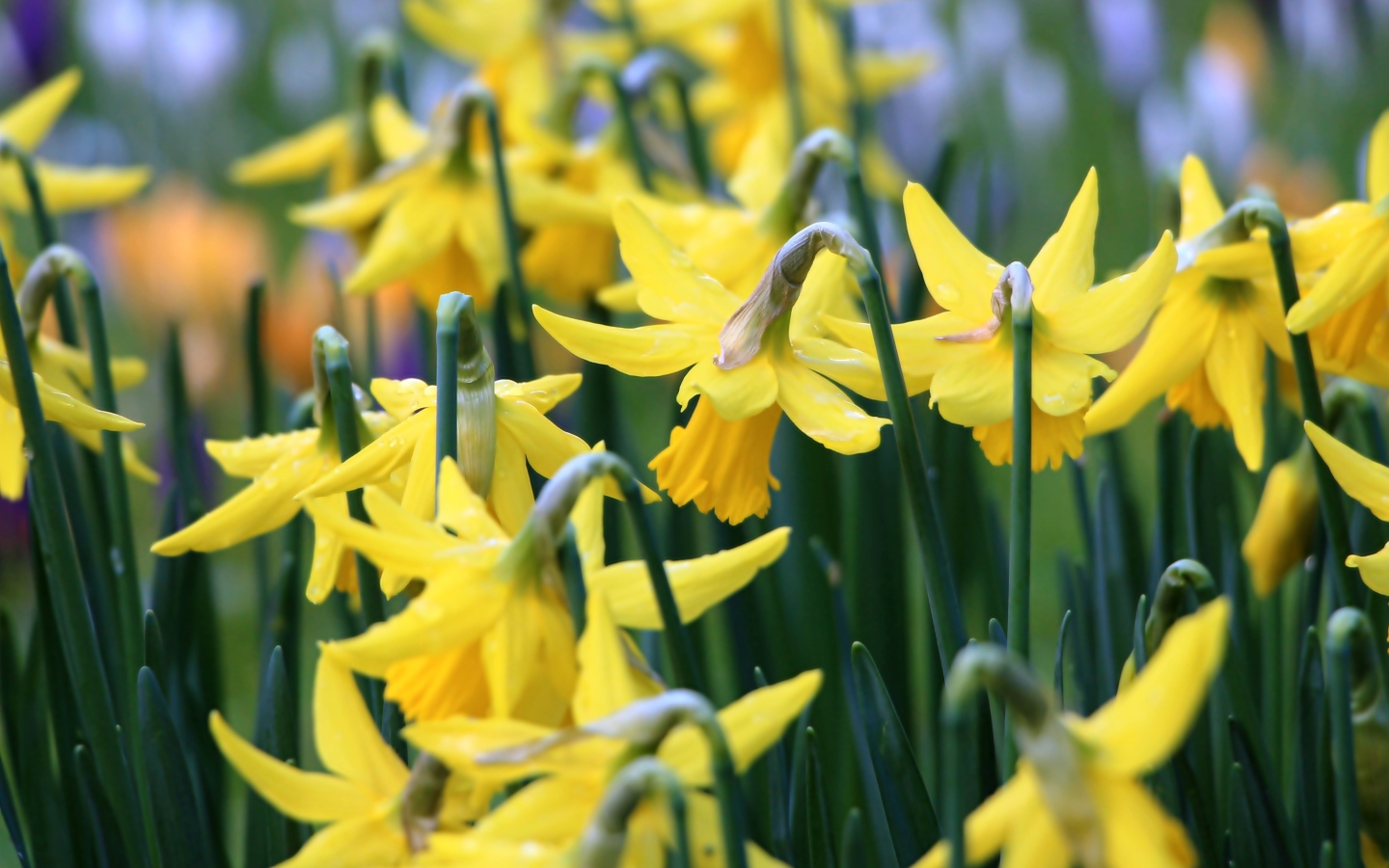 Желтые весенние цветы нарциссы