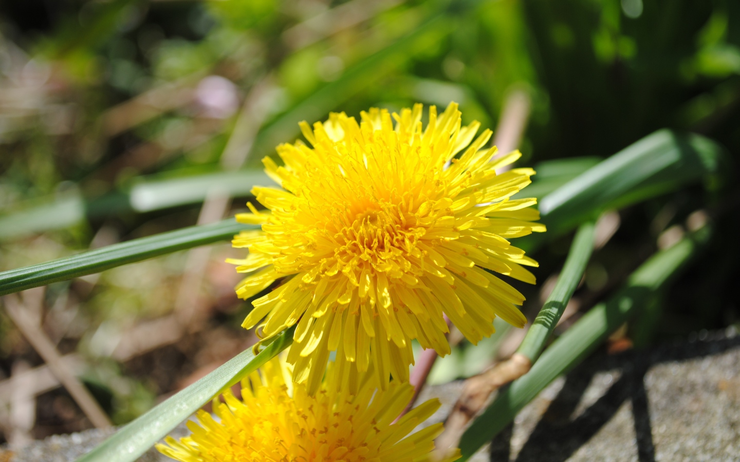 Желтый летний цветок одуванчика