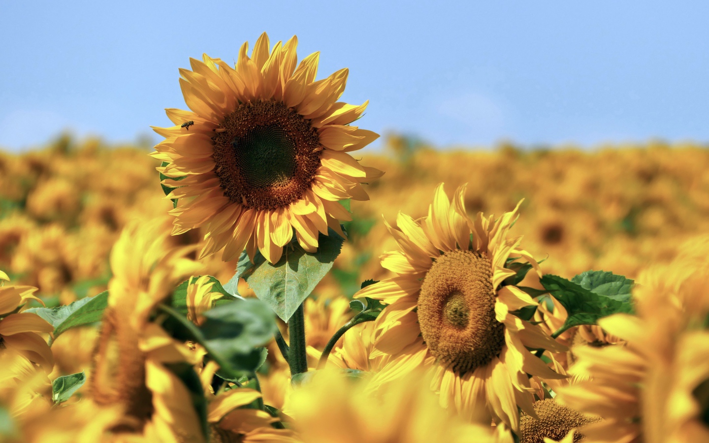 Желтые подсолнухи в поле под голубым небом