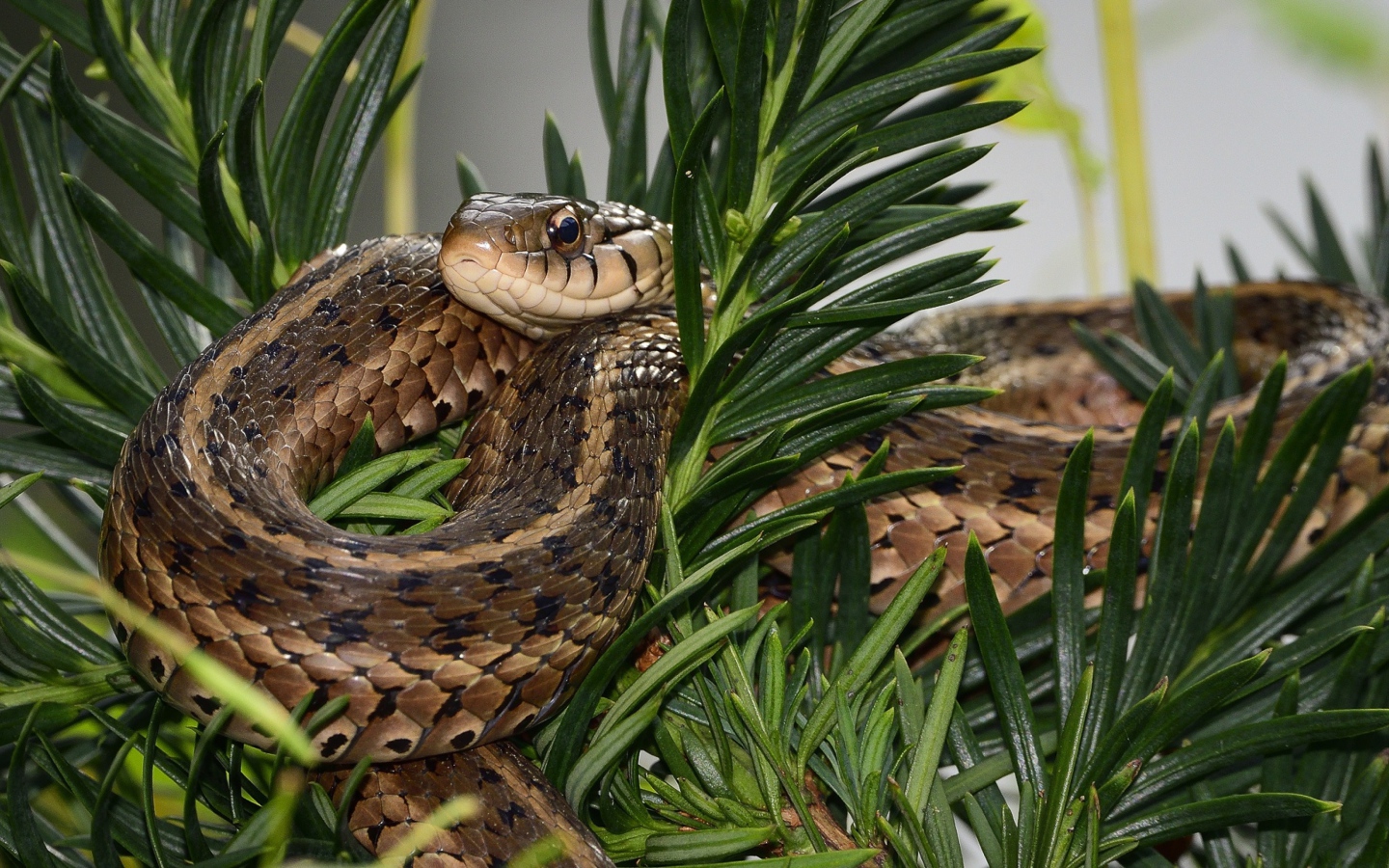 Змея сидит в зеленых ветках 